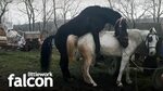 Horse mating 🐎 parenje konja - YouTube